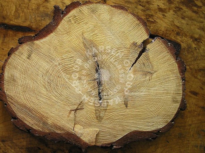 Пороки древесины 4